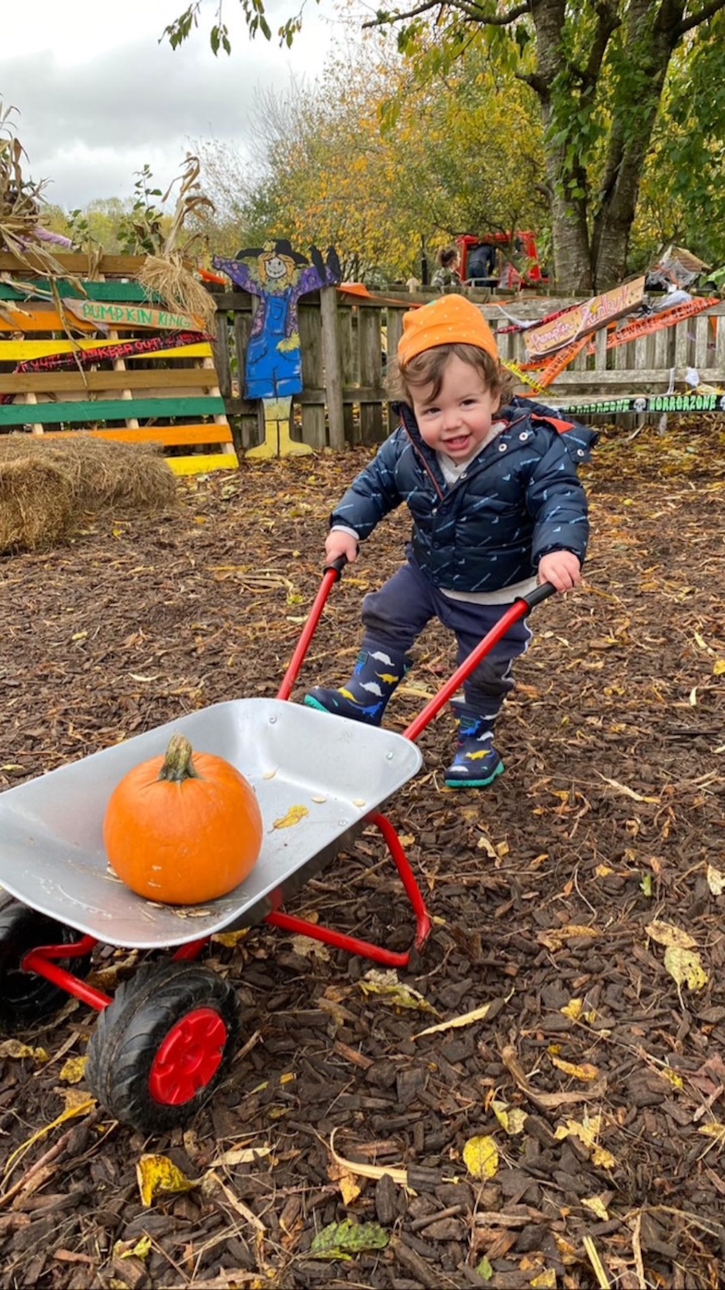 Small child holding a wheelbarrow in a pumpkin field at Bocketts Farm