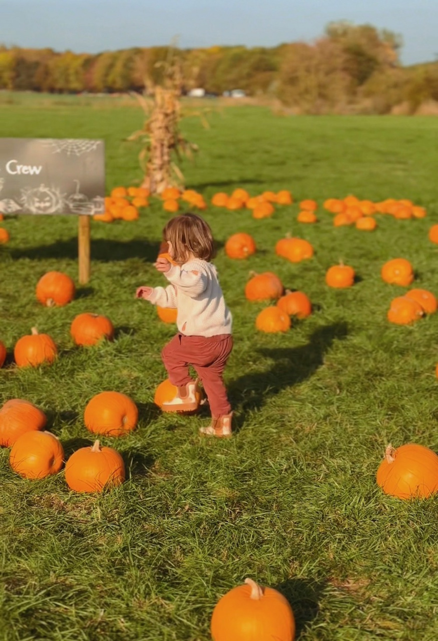 Small child standing on a tractor in a pumpkin field at Willows Farm
