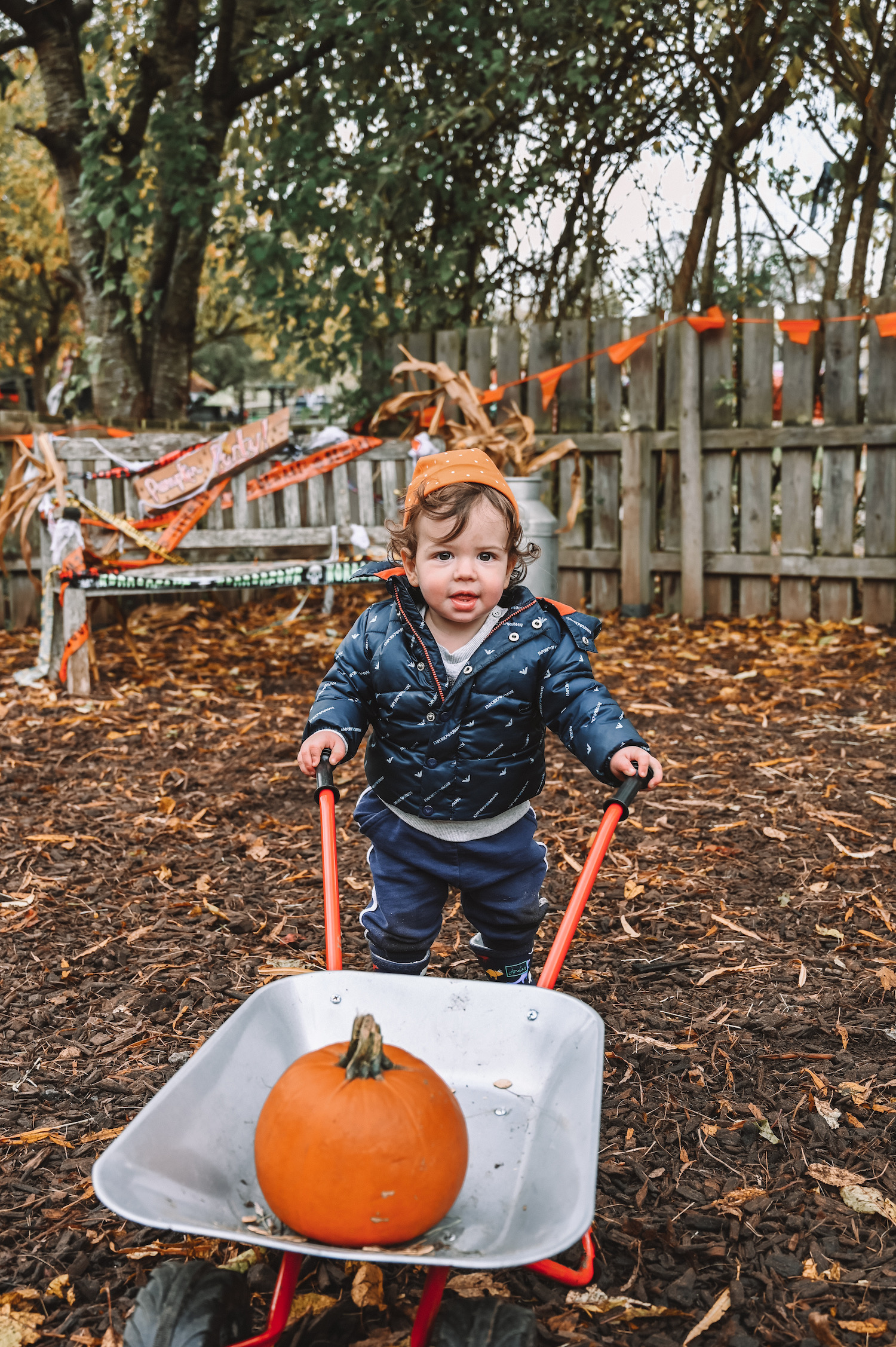 Small child holding a wheelbarrow in a pumpkin field at Bocketts Farm